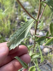 Grindelia subalpina