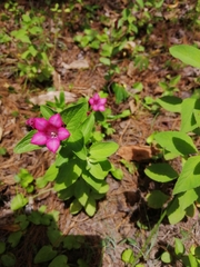 Spigelia scabrella