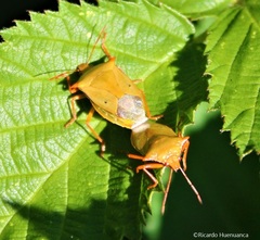 Brontocoris nigrolimbatus