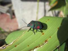 Pachycoris torridus