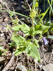 Penstemon anguineus