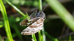 Anomocentris trissodesma