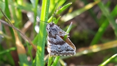 Anomocentris trissodesma