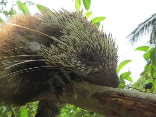 Mexican Hairy Dwarf Porcupine, La Tunilla, photo 10 of 10