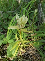 Castilleja septentrionalis