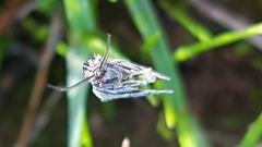 Anomocentris trissodesma