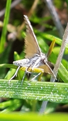 Anomocentris trissodesma