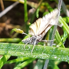 Anomocentris trissodesma