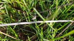 Anomocentris trissodesma