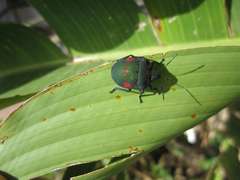 Pachycoris torridus
