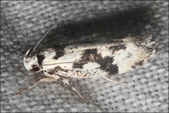 Lichenaula calligrapha