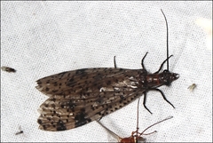 Archichauliodes guttiferus