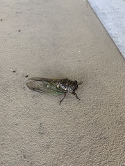 Cryptotympana facialis