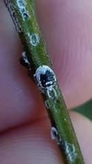 Melanococcus albizziae