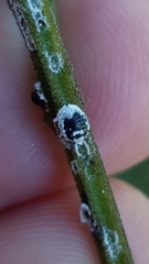 Melanococcus albizziae