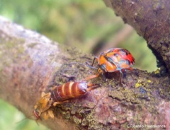 Brontocoris nigrolimbatus