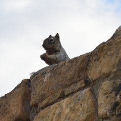 Otospermophilus variegatus