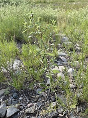 Grindelia subalpina