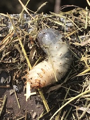 Xyloryctes jamaicensis