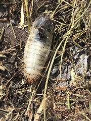 Xyloryctes jamaicensis