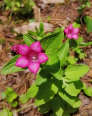 Spigelia scabrella