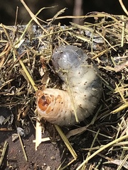 Xyloryctes jamaicensis