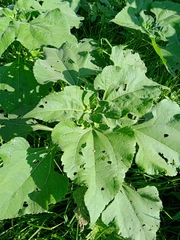 Tithonia tubaeformis