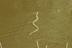 Thamnophis proximus