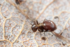 Bertkauia crosbyana