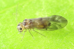 Peripsocus subfasciatus