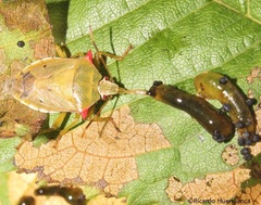 Brontocoris nigrolimbatus