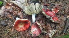 Russula rubescens