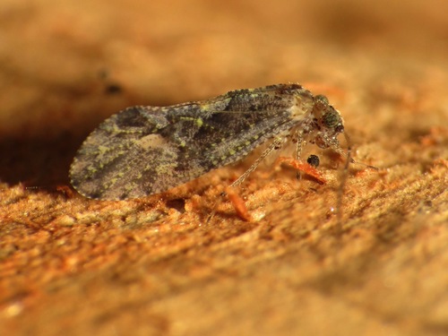 Mouse-like bark louse