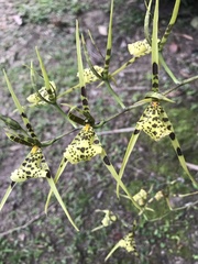Brassia maculata
