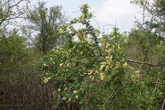 Senegalia wrightii