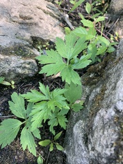 Ranunculus pensylvanicus