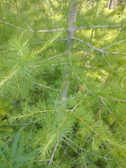 Larix occidentalis