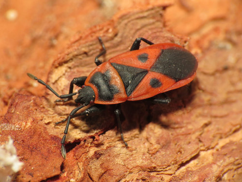 Mediterranean red bug