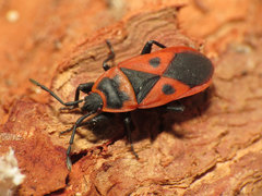 Mediterranean red bug