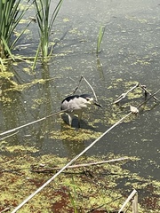 Nycticorax nycticorax