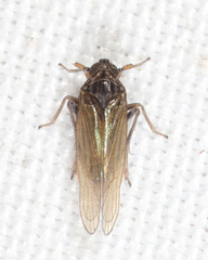 Javesella pellucida