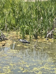 Nycticorax nycticorax