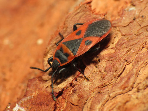 Mediterranean red bug