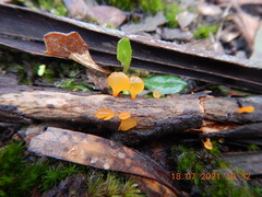 Heterotextus miltinus