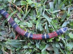 Erythrolamprus bizona