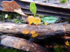 Heterotextus miltinus