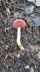 Chalciporus rubinellus