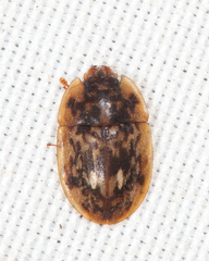 Lobiopa undulata