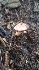 Chalciporus rubinellus