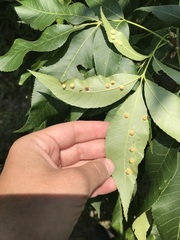 Caryomyia hirtidolium